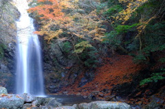 忍者の里　白藤の滝