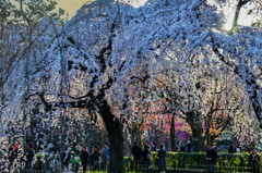 枝垂れ桜観光