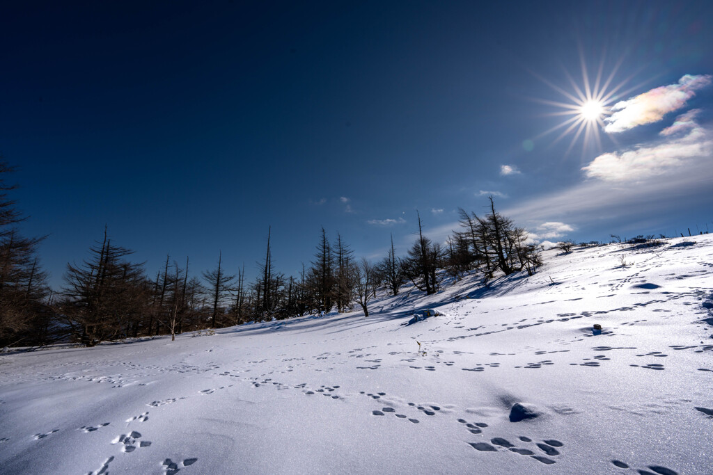 鹿たちの雪原