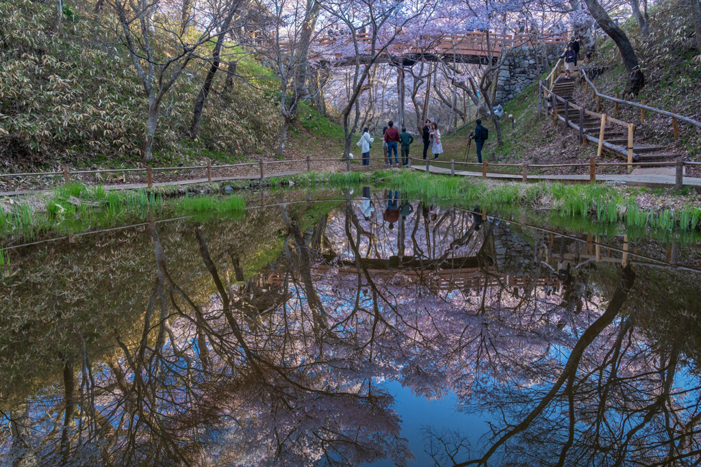 朝暘に照る池の桜