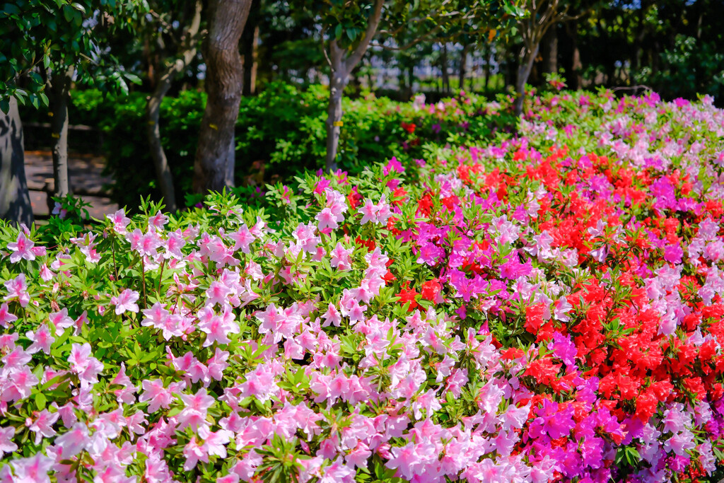 公園のツツジ