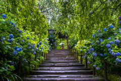 雨天紫陽花の御寺