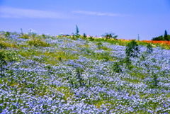 初夏の高原