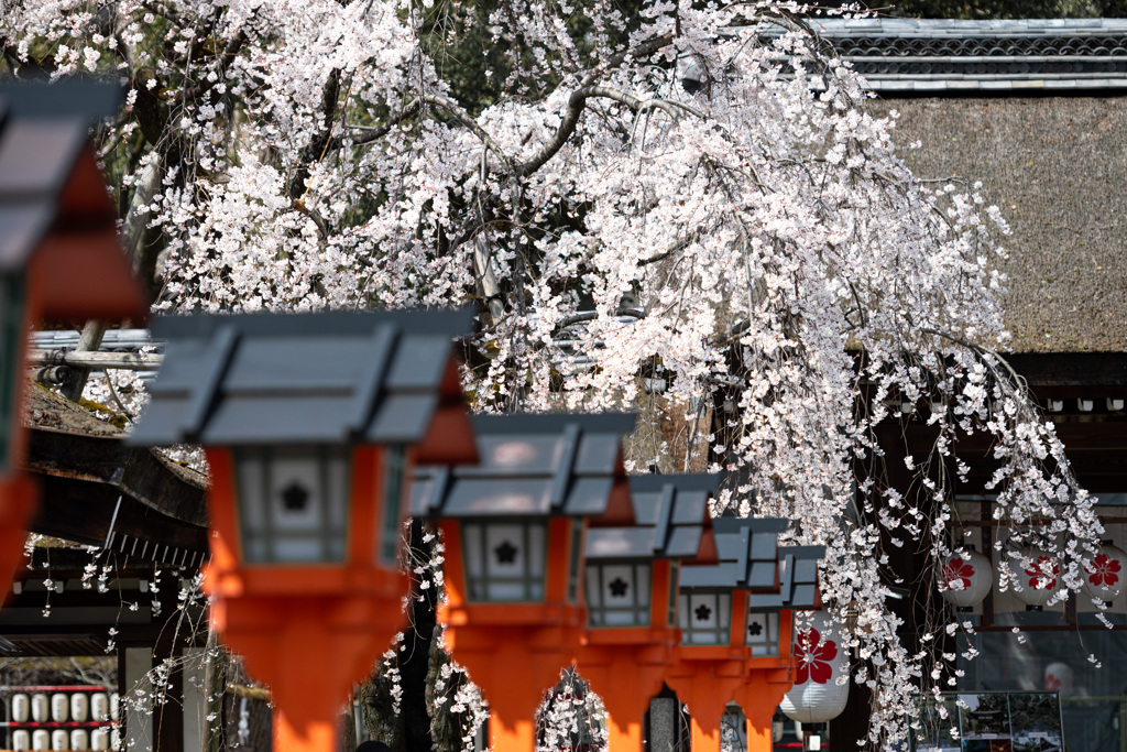 古都　初桜