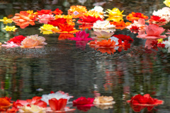 浮き花
