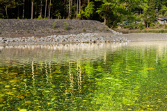 清流の新緑