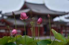 平等院鳳凰堂