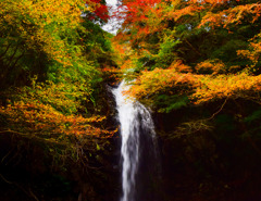 流れ紅葉