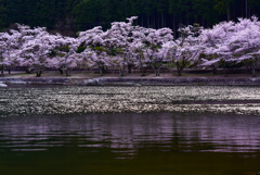 水辺の桜