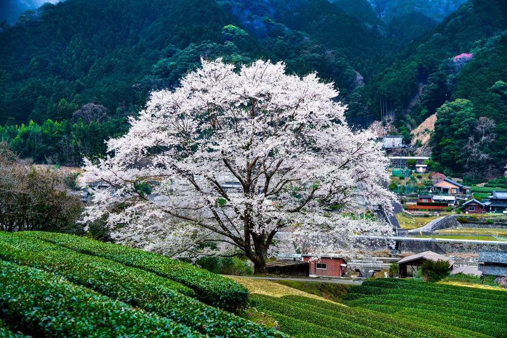 山村の淡墨桜