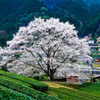 山村の淡墨桜