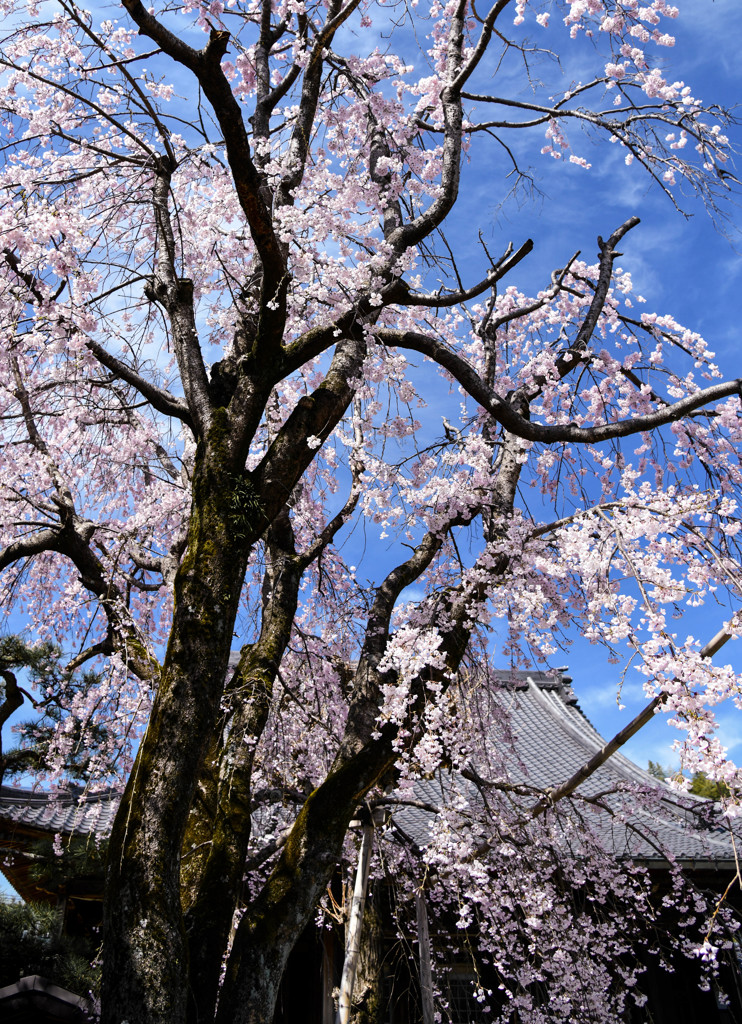 お寺の春