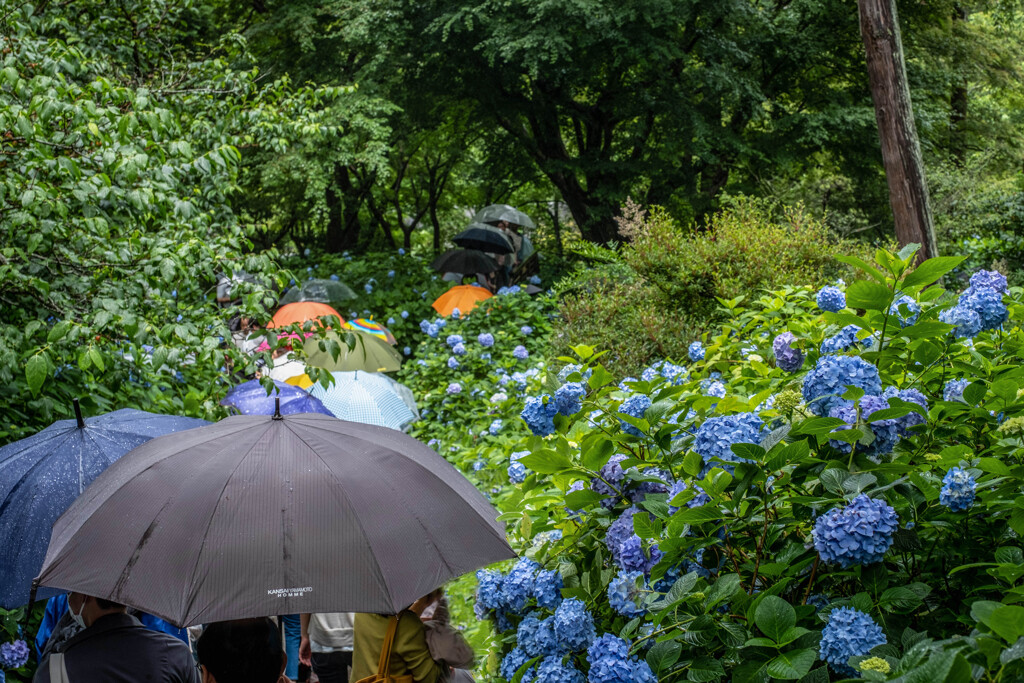 雨に紫陽花