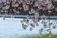桜　吹雪