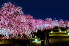 夜のお花見