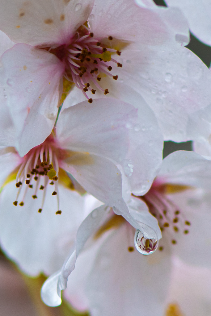 濡れ桜