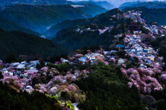 世界遺産　吉野山の目覚め