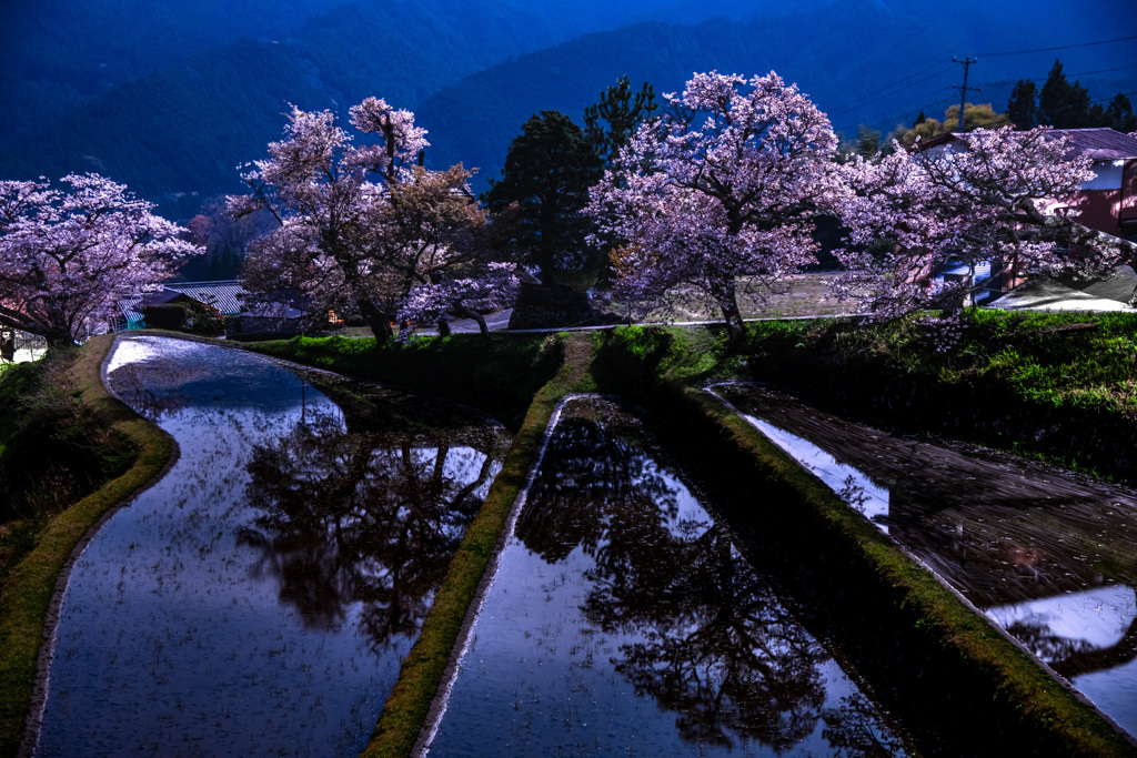 夜山桜