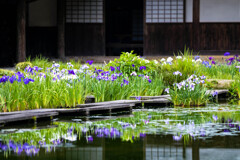 庄屋の菖蒲