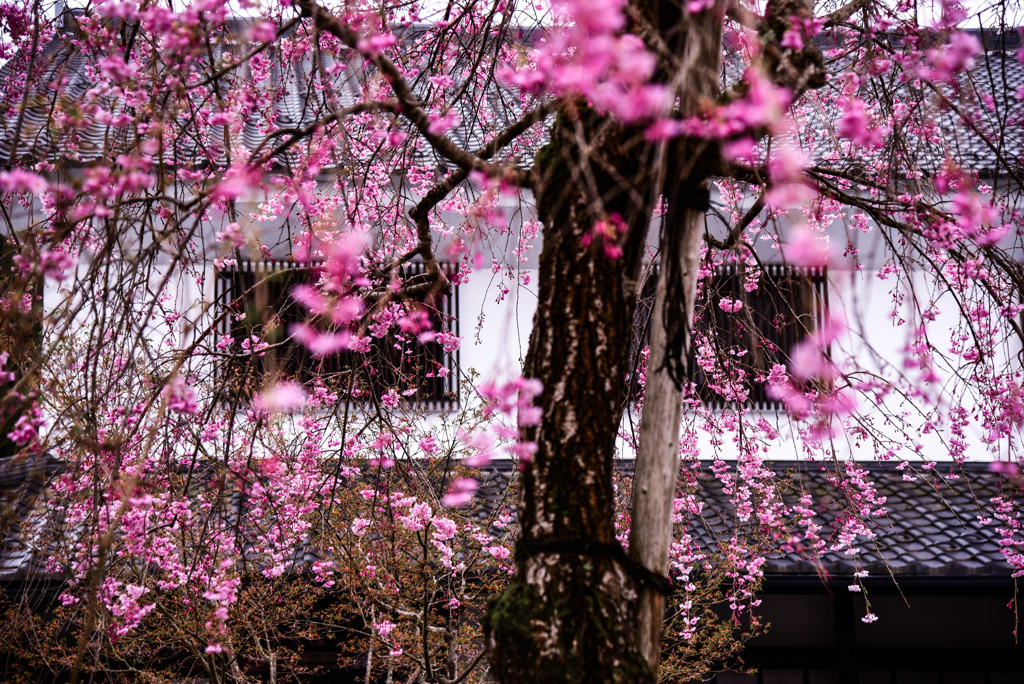 信州　花の倉