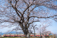五分咲き