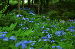 安濃津城石垣に続く蒼の帯