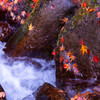渓流紅葉