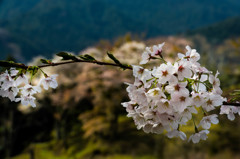 里桜