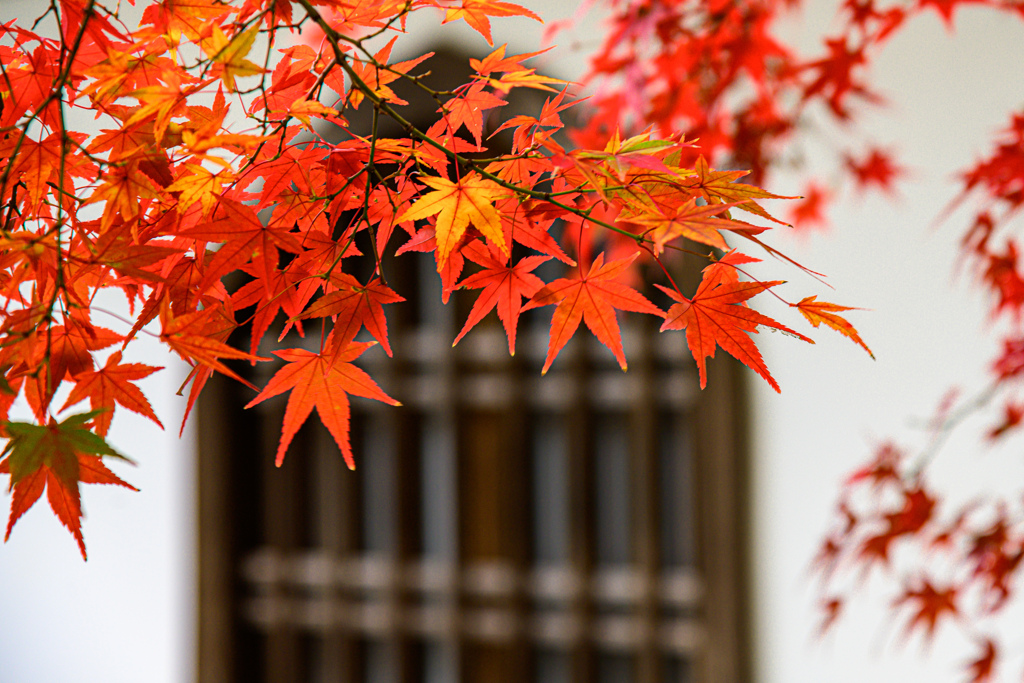 大徳寺と紅葉