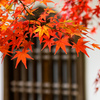 大徳寺と紅葉