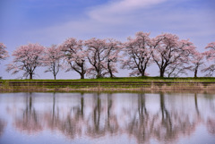 桜並木と浮かぶ花弁