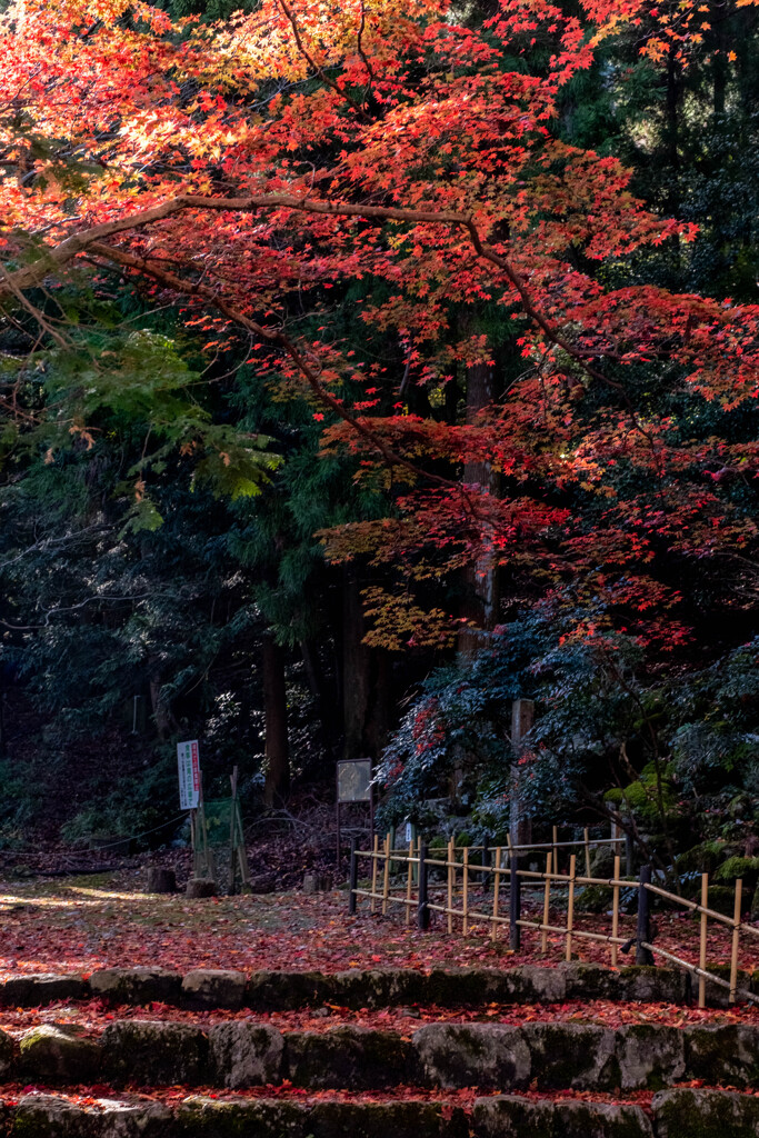 御寺の紅葉
