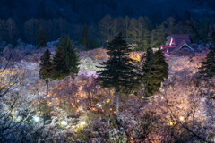 高遠城址公園夜桜