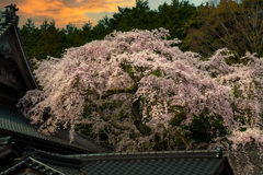 枝垂れ　夕景