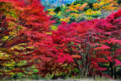 紅葉盛り