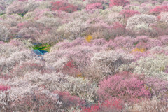 地元の梅林