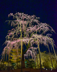 夜桜　東寺