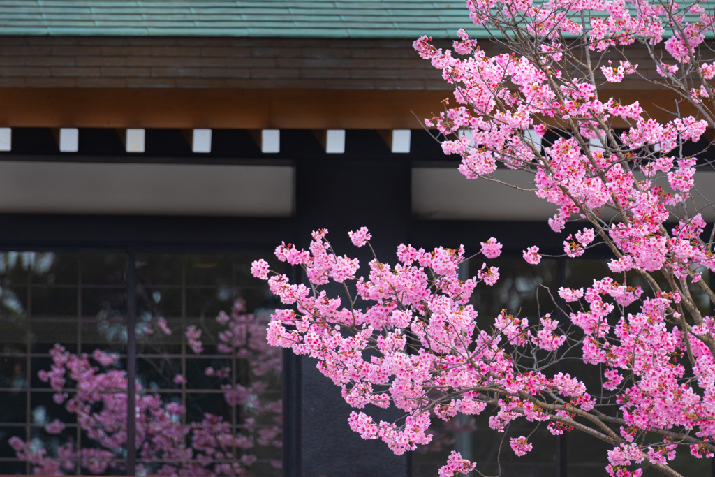 桜の姿見