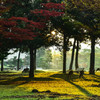 朝陽の中の奈良公園