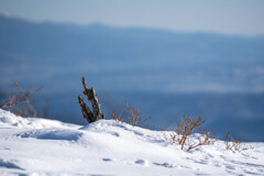 雪原に新芽