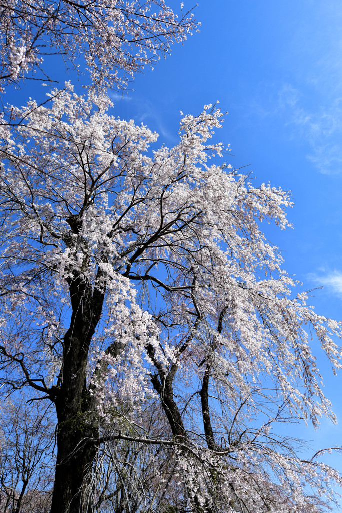 青空に枝垂れ桜