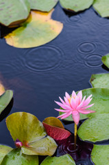 睡蓮に雨