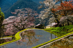 三多気（みたけ）の桜