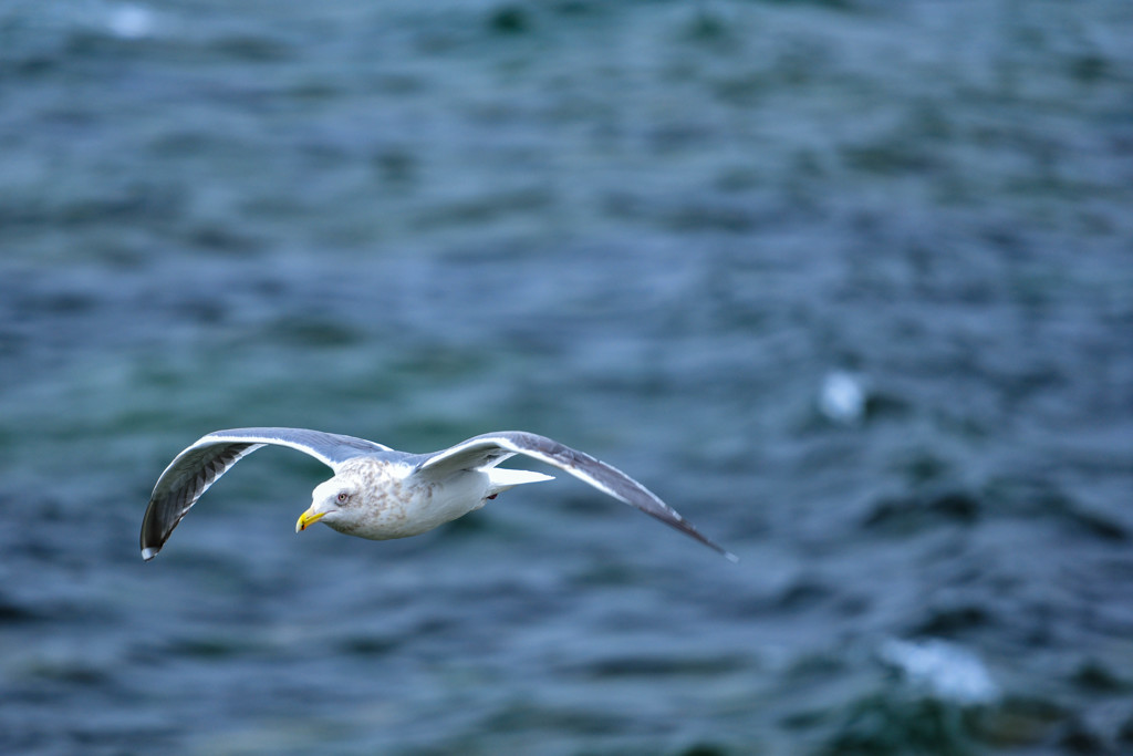獲物探して流し鳥