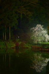 寒戻り日の夜桜