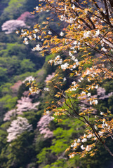 山桜　いろいろ