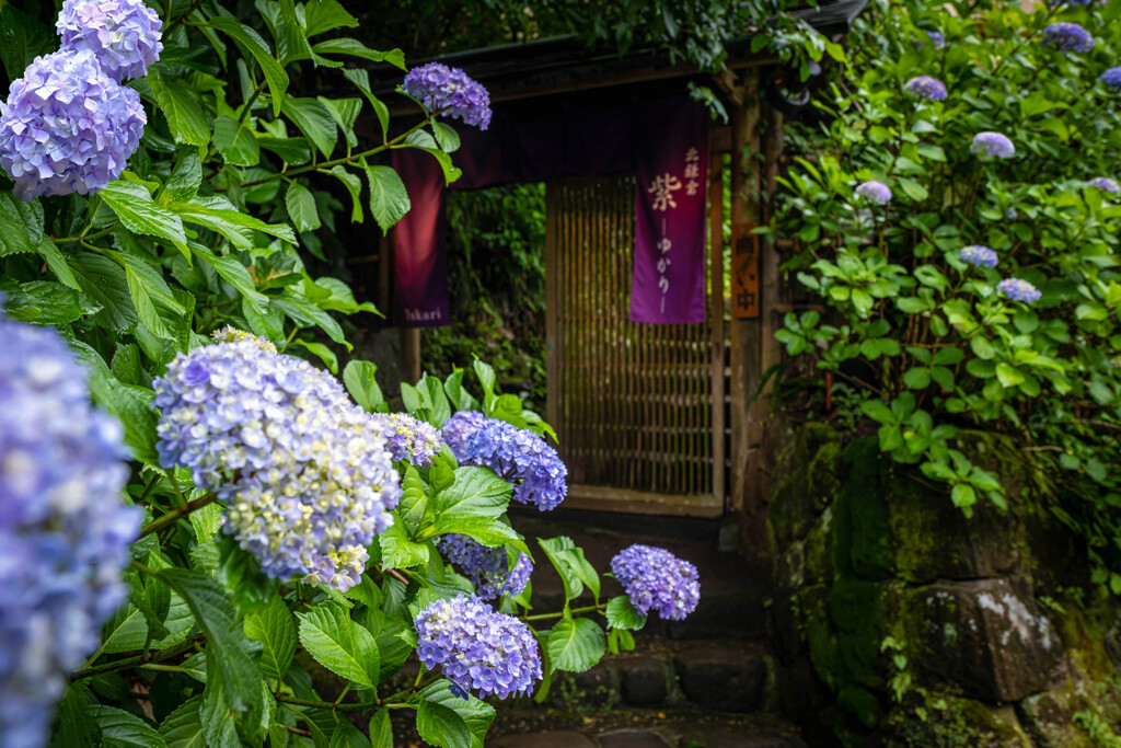 紫陽花の館