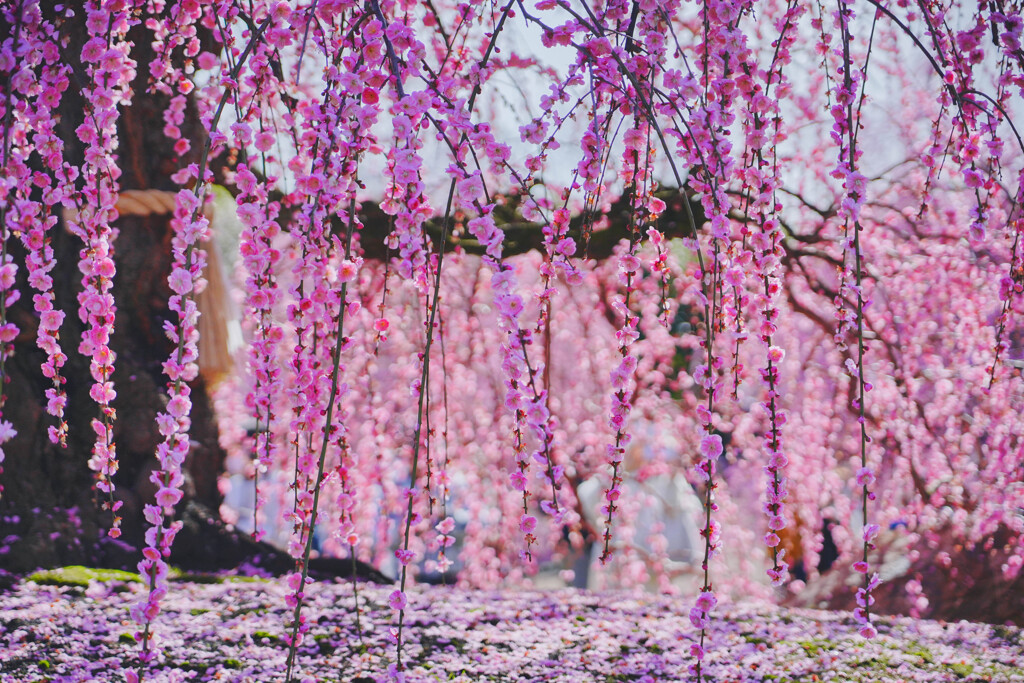 梅の神社