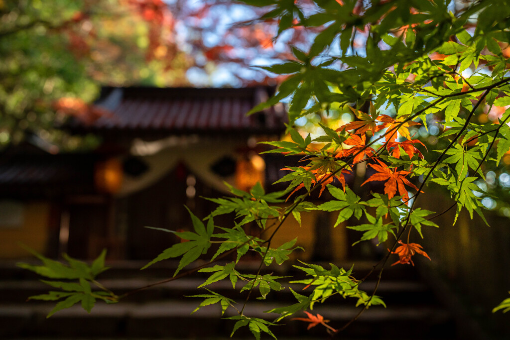 照る紅葉