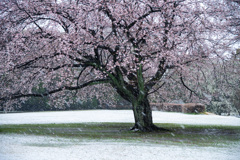 春吹雪